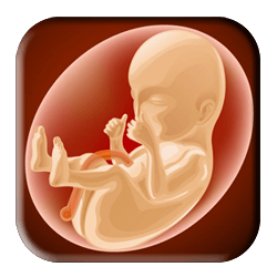 Why Abortion Is Murder