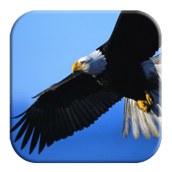 Calling All Eagles! It's Time To Soar