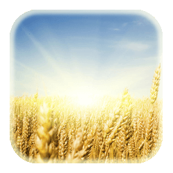 Elisabeth Elijah's Testimony